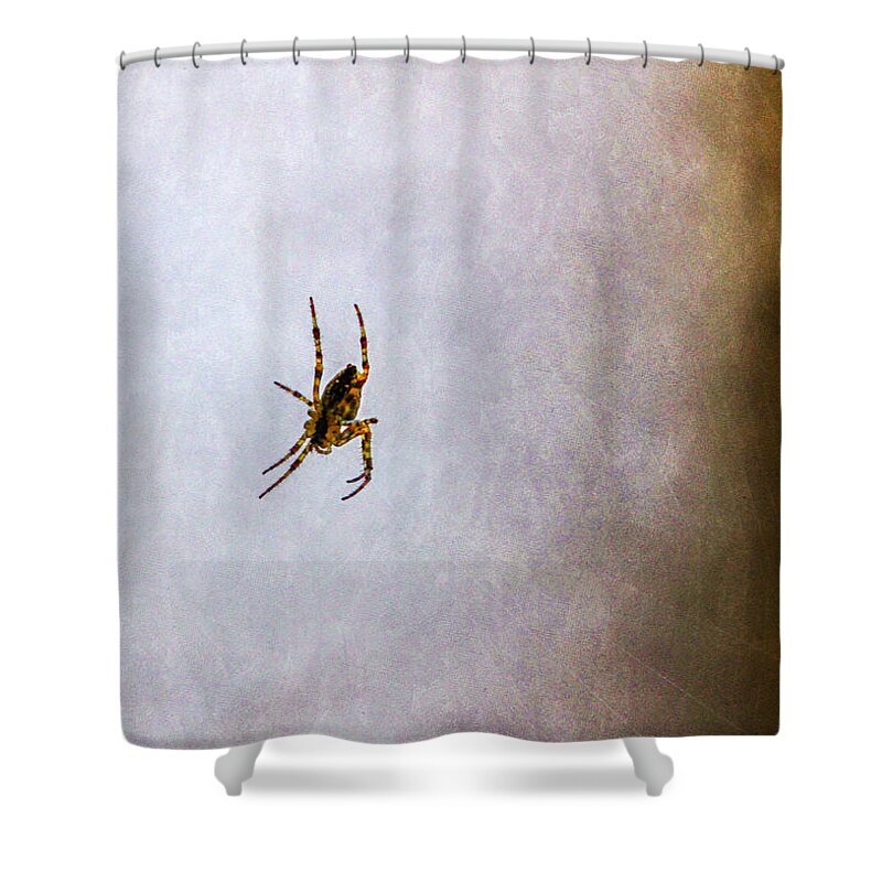 Bonnie Follett Shower Curtain featuring the photograph Belly of the spider by Bonnie Follett