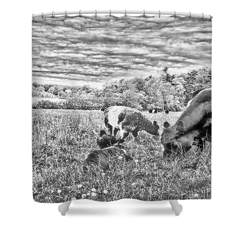 Belted Galloway Beef Cattle Shower Curtain featuring the digital art Belted Galloway Beef Cattle by Daniel Hebard