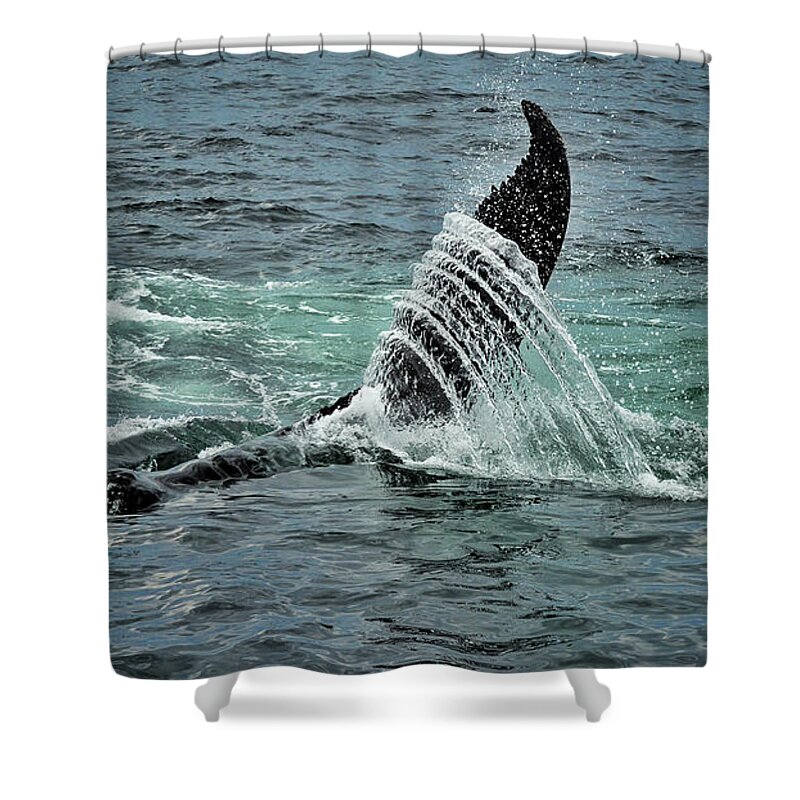 Whale Shower Curtain featuring the photograph Bending the Water by Andrea Platt