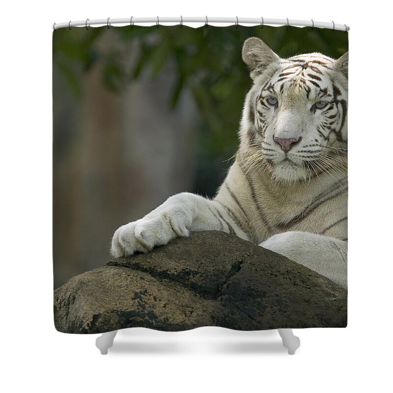 Mp Shower Curtain featuring the photograph Bengal Tiger Panthera Tigris Tigris by Cyril Ruoso