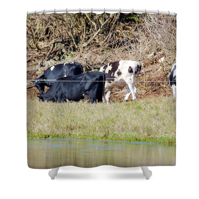 9 March 2015 Shower Curtain featuring the photograph Bermuda Cows Too Busy Eating to Pose by Jeff at JSJ Photography