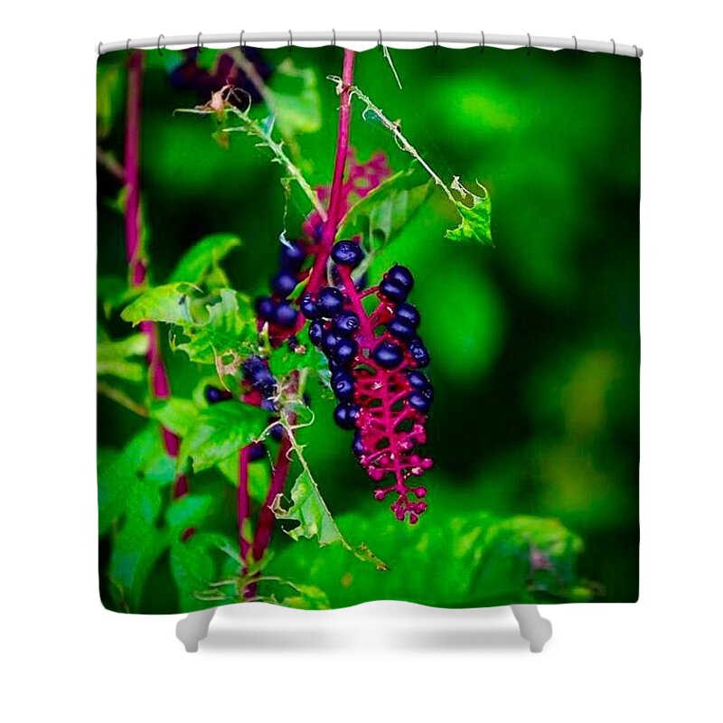 Berries Shower Curtain featuring the photograph Berries a Wild by Shawn M Greener