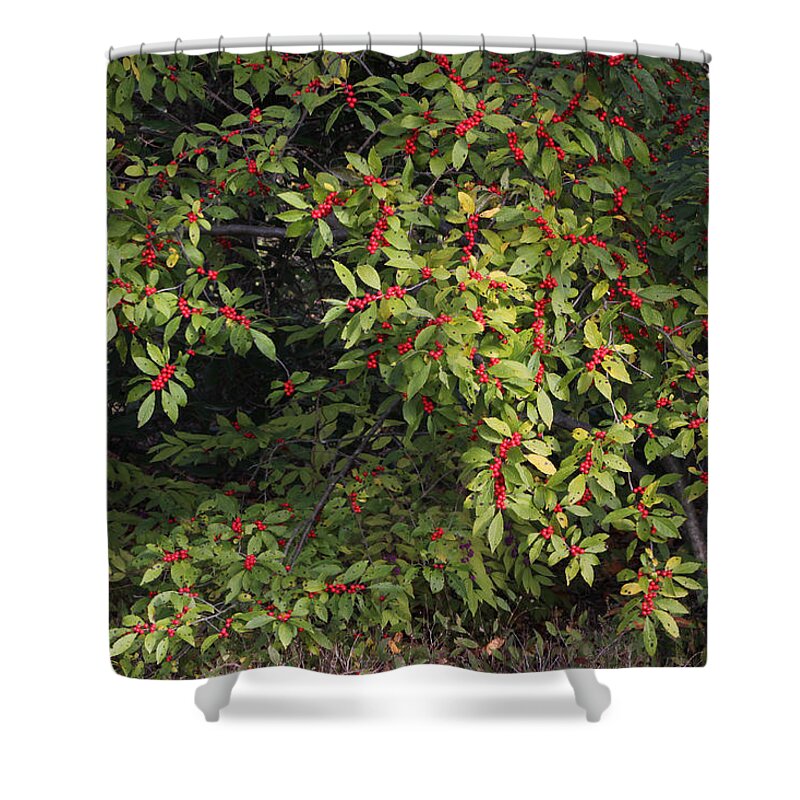 Fall Shower Curtain featuring the photograph Berry Spread by Deborah Crew-Johnson