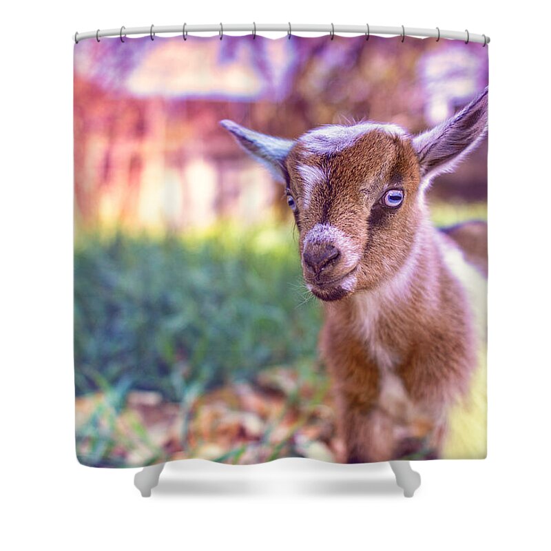 Goat Shower Curtain featuring the photograph Bert by TC Morgan