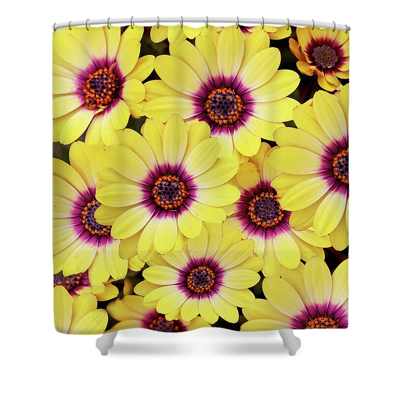 Daisies Shower Curtain featuring the photograph Better is Beautiful by Vanessa Thomas