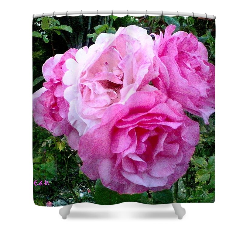 Roses Shower Curtain featuring the photograph Bevy Of Roses by A L Sadie Reneau