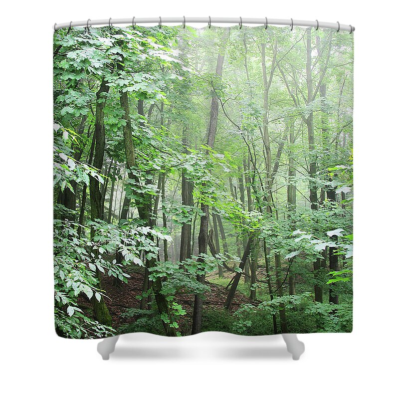 Pier Cove Shower Curtain featuring the photograph Beyond The Misty Forest by Kathi Mirto