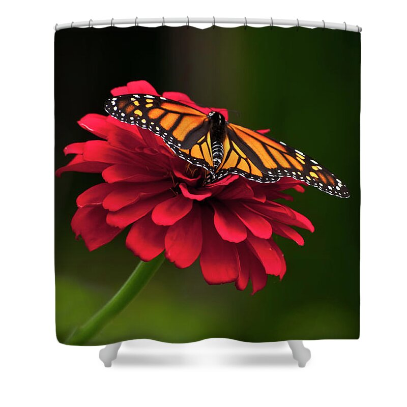Butterfly Shower Curtain featuring the photograph BFF by Jeff Cooper