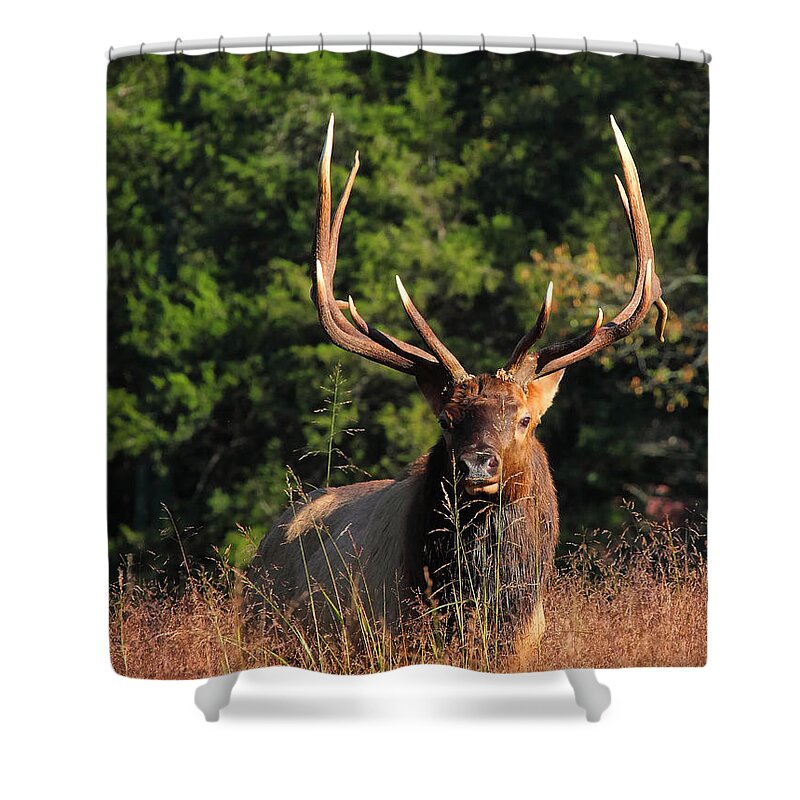 Big Bull Elk Shower Curtain featuring the photograph Big Bull Elk Up Close in Lost Valley by Michael Dougherty