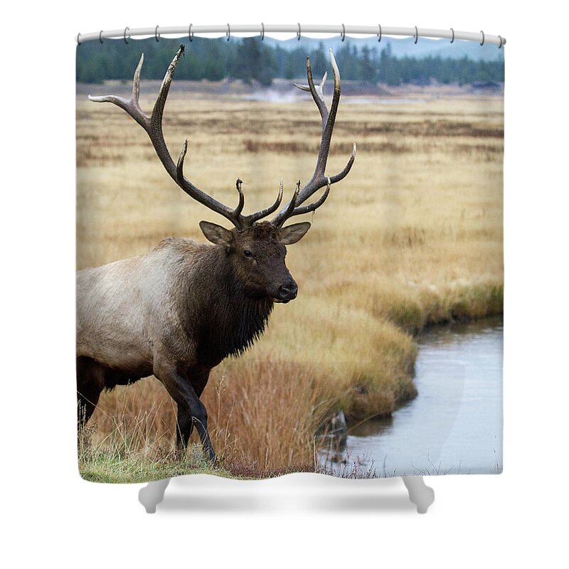 Elk Shower Curtain featuring the photograph Big Bull Elk by Wesley Aston