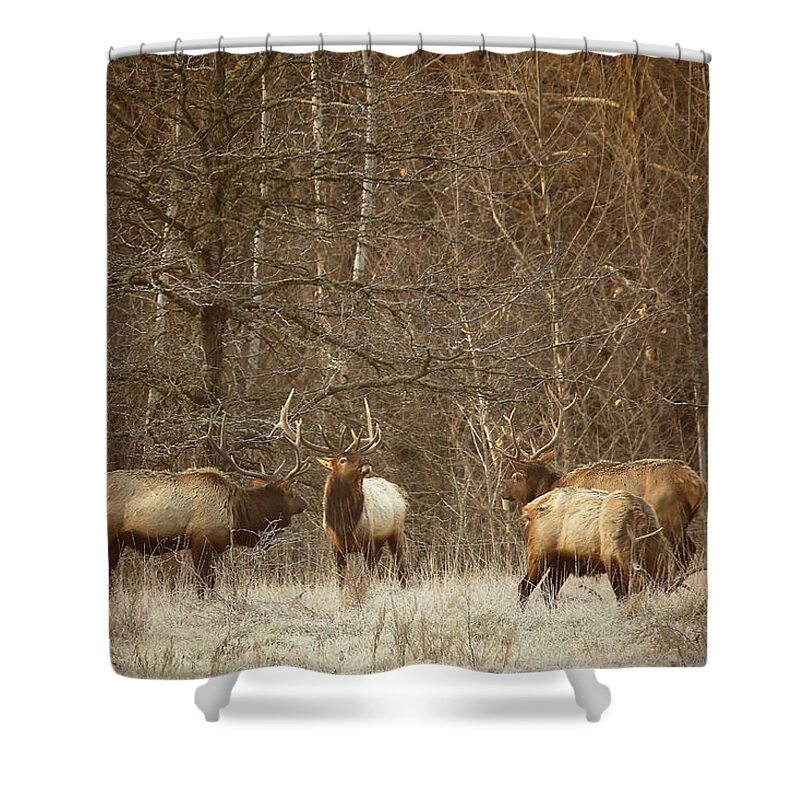 Bull Elk Shower Curtain featuring the photograph Big Bull Meeting in Boxley Valley by Michael Dougherty