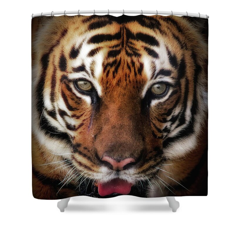 Tiger Shower Curtain featuring the photograph Big Cat Stare Down by Elaine Malott