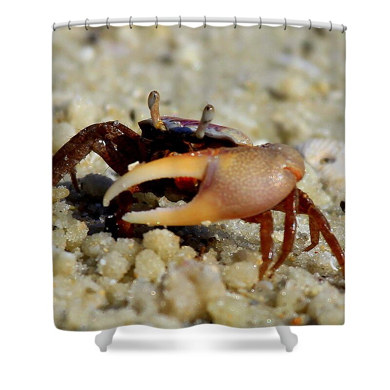 Shower Curtain featuring the photograph Big Claw by Sean Allen