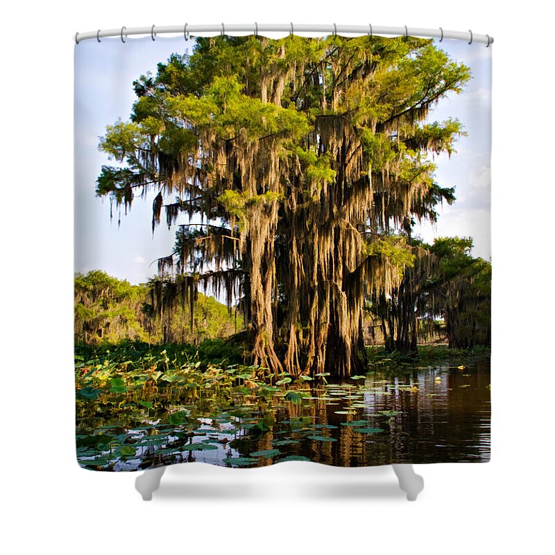 Bayou Shower Curtain featuring the photograph Big Cypress by Lana Trussell