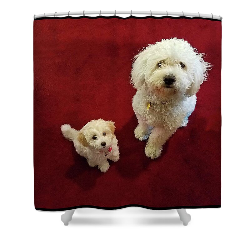 Cute Shower Curtain featuring the photograph Big Dog, Little Dog by Diana Haronis
