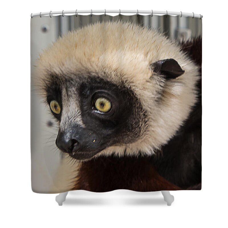 Sifaka Shower Curtain featuring the photograph A Very Curious Sifaka by Gary Karlsen
