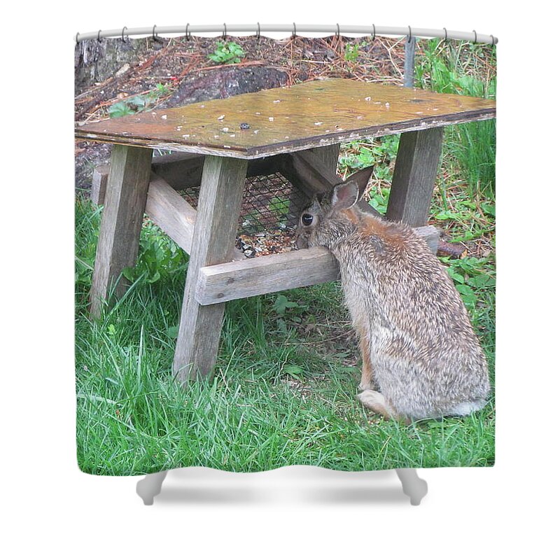 Brown Bunny Shower Curtain featuring the photograph Big Eyed Rabbit Eating Birdseed by Betty Pieper