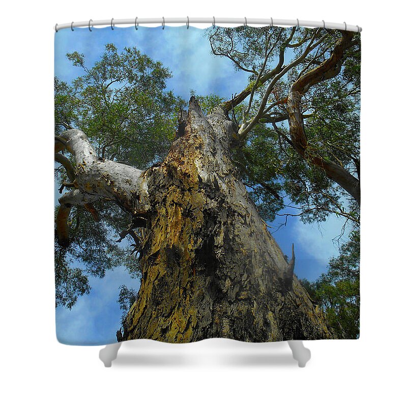 Tree Shower Curtain featuring the photograph Big Gum by Mark Blauhoefer