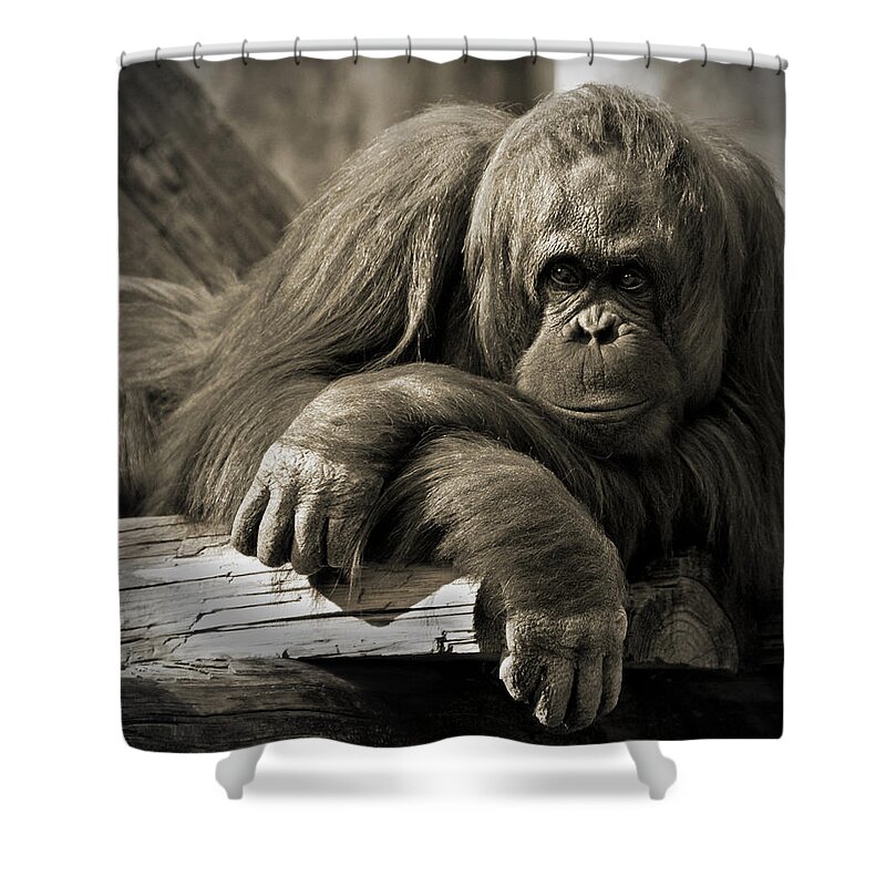 Orangutang Shower Curtain featuring the photograph Big Hands II by Steven Sparks