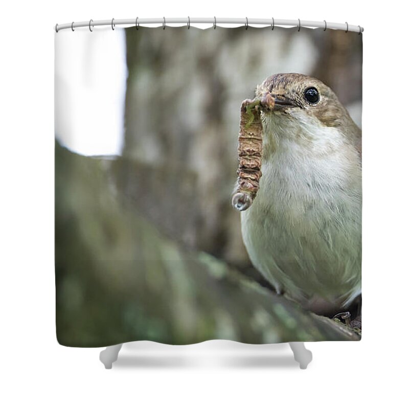 Pied Flycatcher Shower Curtain featuring the photograph Big Meal by Torbjorn Swenelius