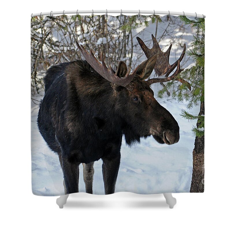 Moose Shower Curtain featuring the photograph Big Moose by Cindy Murphy - NightVisions