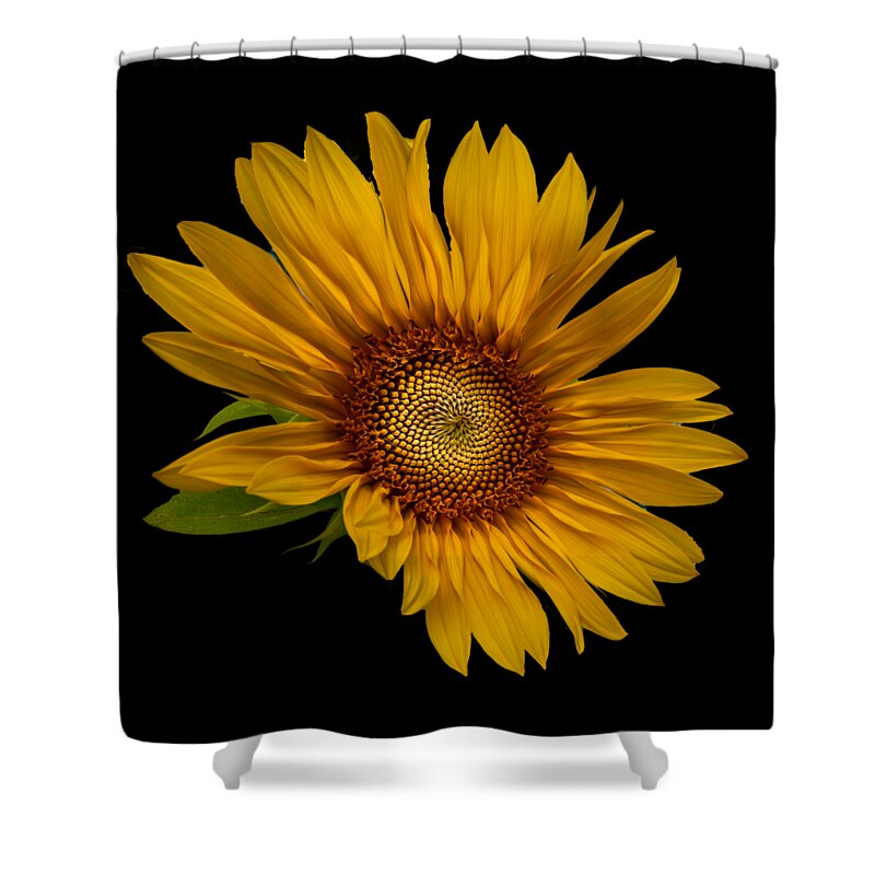 Art Shower Curtain featuring the photograph Big Sunflower by Debra and Dave Vanderlaan