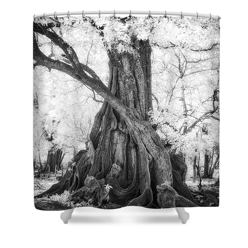 Landscape Shower Curtain featuring the photograph Big Tree by Dianna Lynn Walker