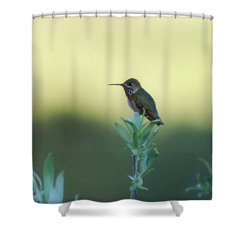 Hummingbird Shower Curtain featuring the photograph Big World by Donna Blackhall