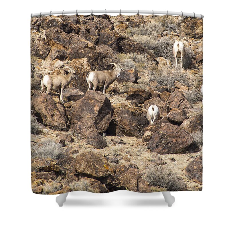 Camouflaged Shower Curtain featuring the photograph Bighorn Camouflage by Janis Knight