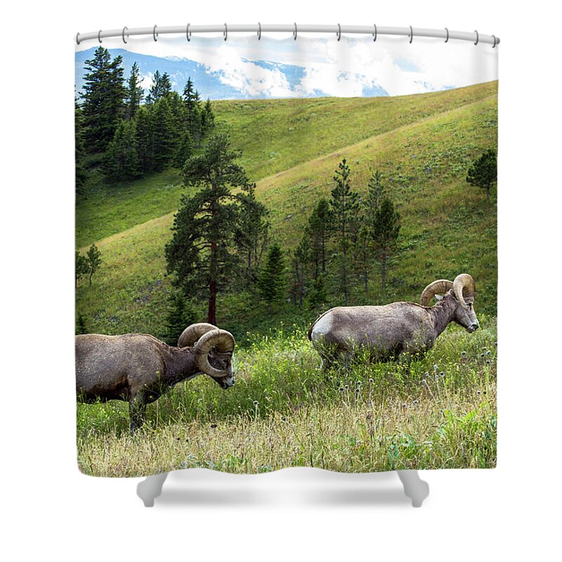 Bighorn Shower Curtain featuring the photograph Bighorn Sheep grazing in Mountain Meadow by Amy Sorvillo
