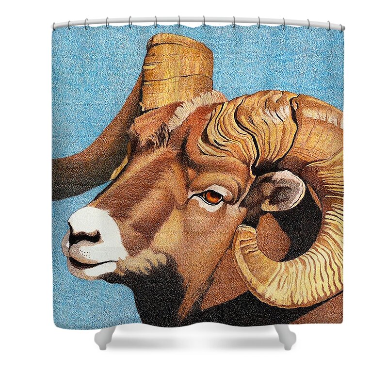 Art Shower Curtain featuring the drawing Bighorn Sheep Portrait by Dan Miller