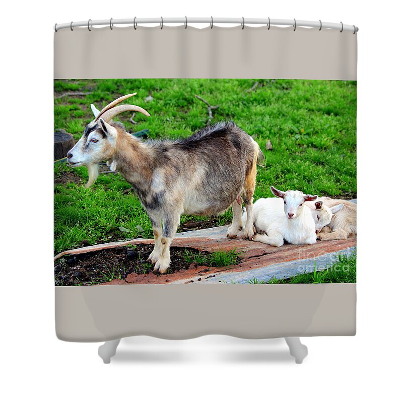 Billy Goat Shower Curtain featuring the photograph Billy And The Kids by Kathy White
