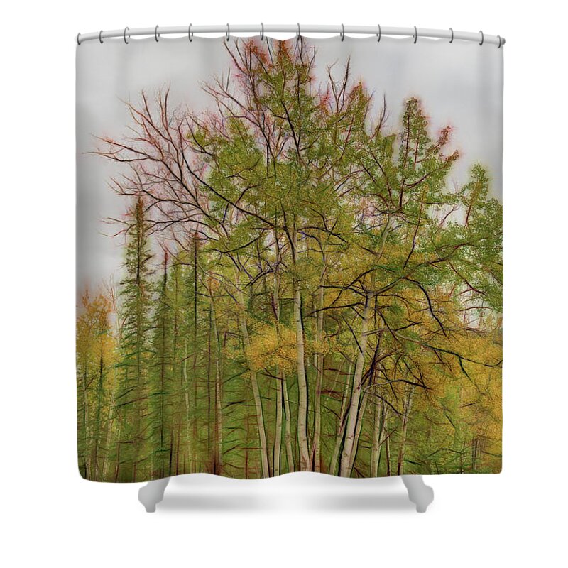 Digital Art Shower Curtain featuring the photograph Birch Tree #1 by Patricia Dennis
