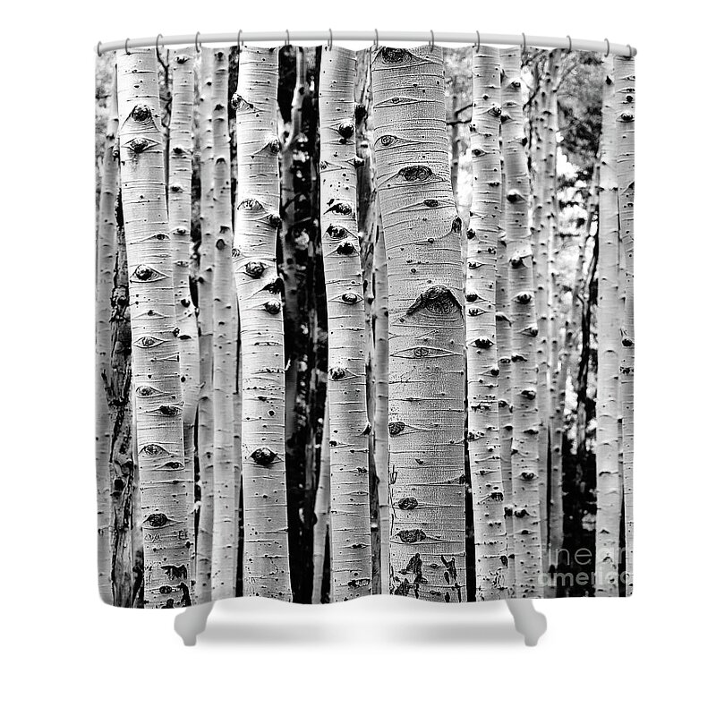 Birch Shower Curtain featuring the photograph Birch Tree Forest by Phil Perkins