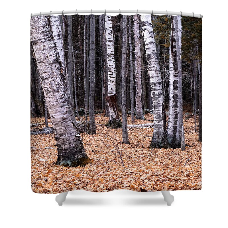 Sunset Lake Road West Brattleboro Vermont Shower Curtain featuring the photograph Birch Trees by Tom Singleton