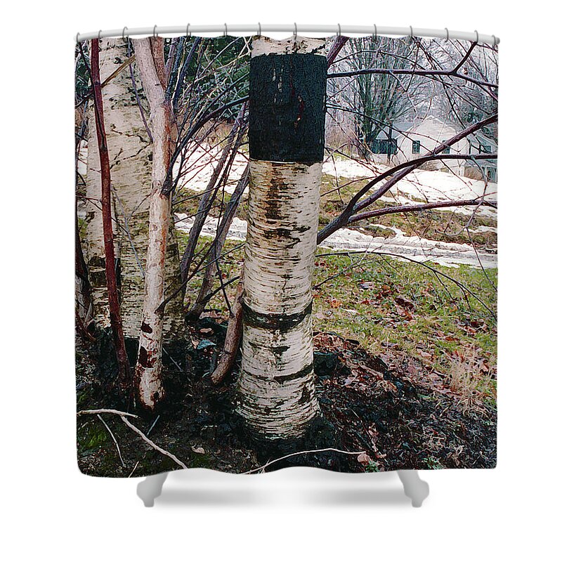 Nyoda Girls Camp Shower Curtain featuring the digital art Birch Trees with House, Winter at Camp Nyoda 1988 by Kathy Anselmo