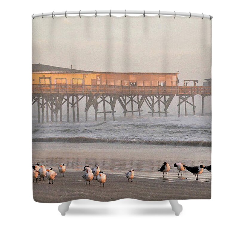 Seagulls Shower Curtain featuring the photograph Bird Families morning at Sun Glow Pier 2-11-18 by Julianne Felton