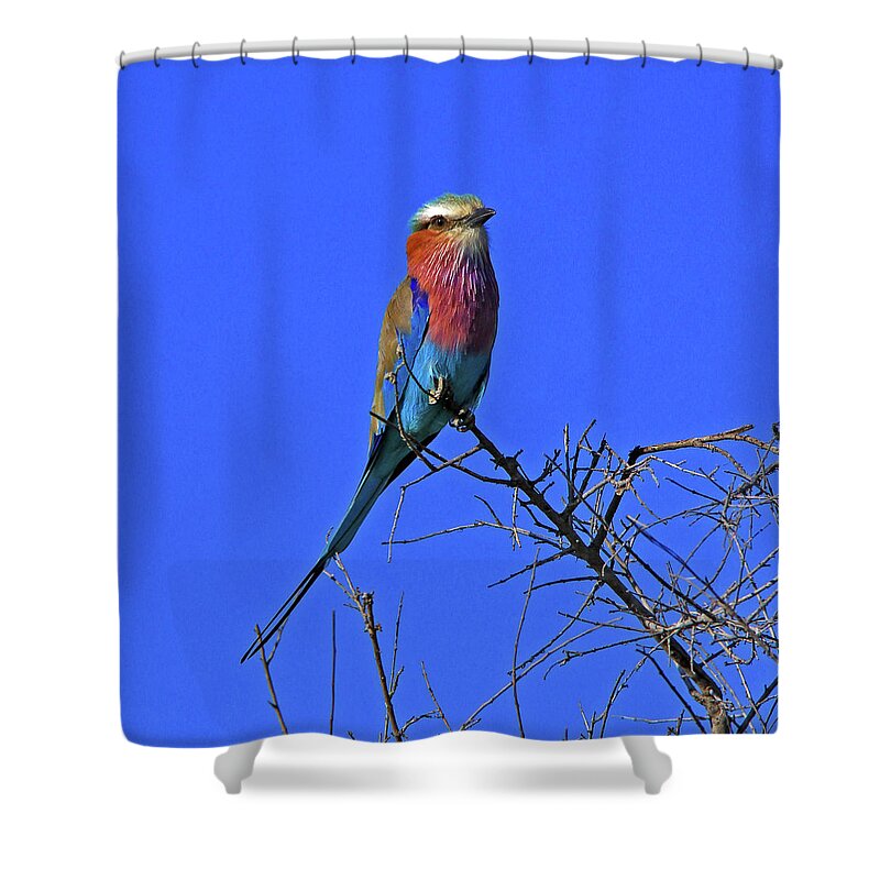 Bird Shower Curtain featuring the photograph Bird - Lilac-breasted Roller by Richard Krebs