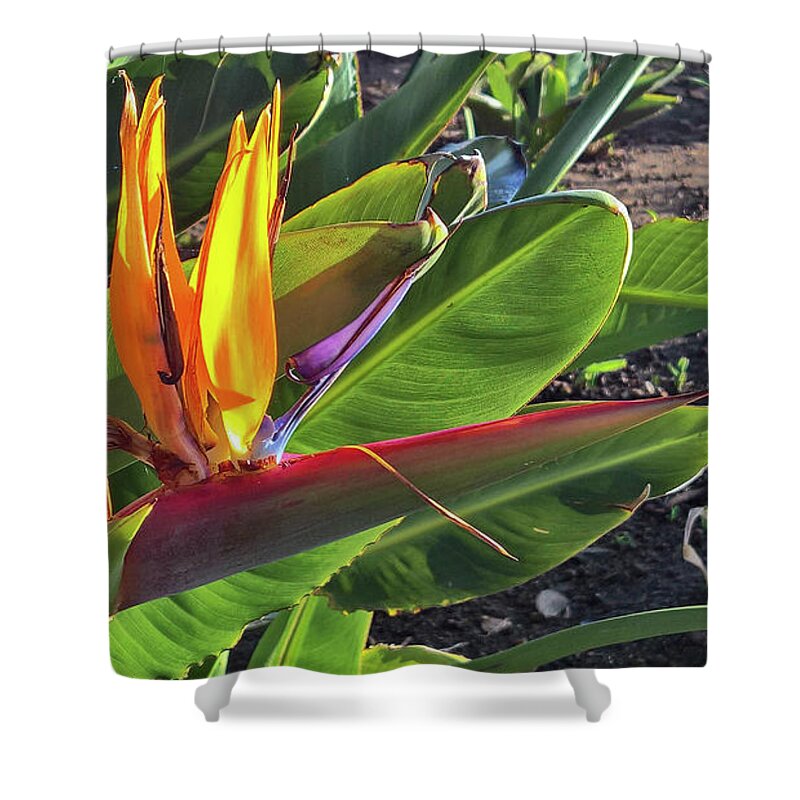 Flower Shower Curtain featuring the photograph Bird of Paradise by Agnes Caruso