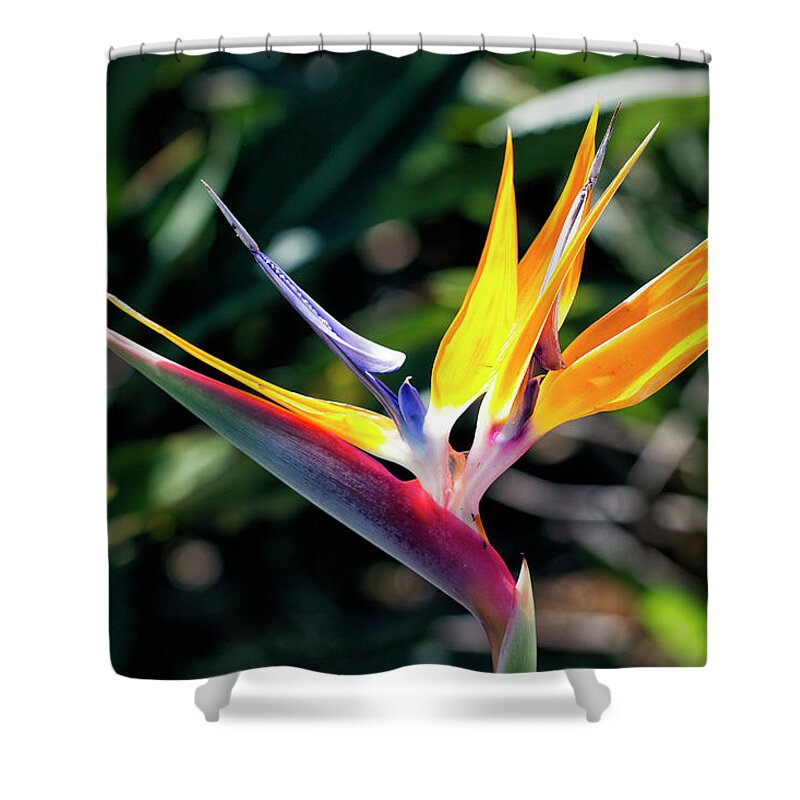 Granger Photography Shower Curtain featuring the photograph Bird Of Paradise by Brad Granger
