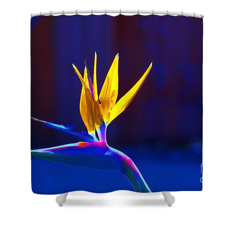  Shower Curtain featuring the photograph Bird of Paradise by David Frederick