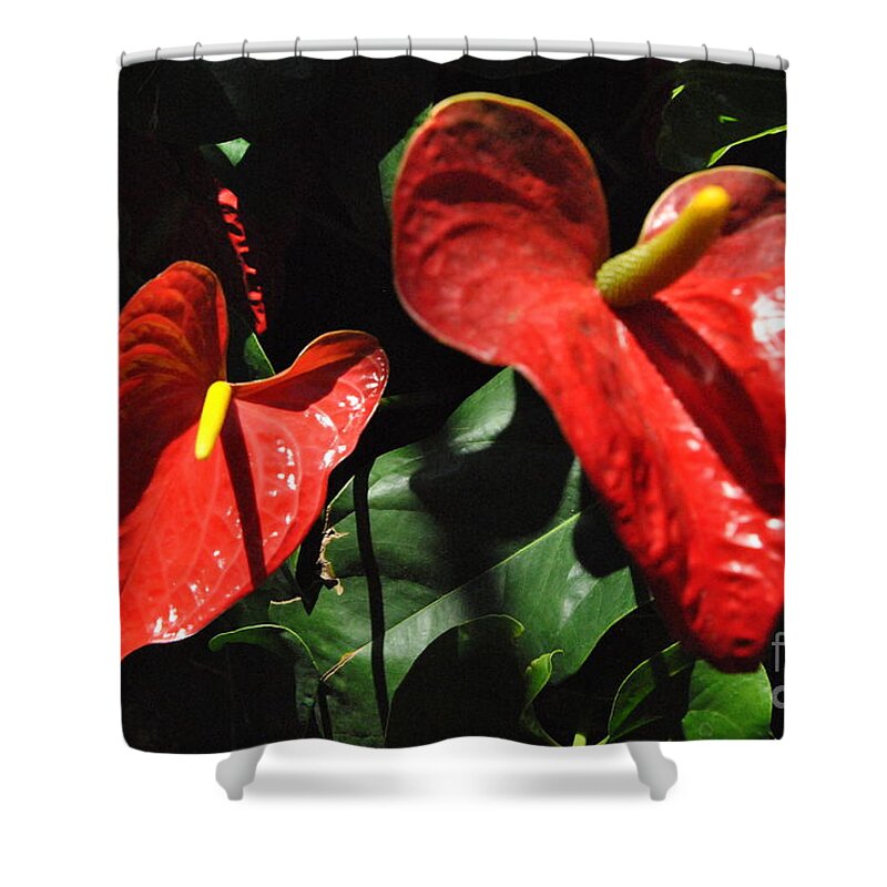 Flower Shower Curtain featuring the photograph Anthurium by Jacqueline M Lewis