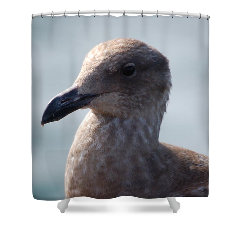 California Gull Shower Curtain featuring the photograph Bird portrait by Maria Aduke Alabi