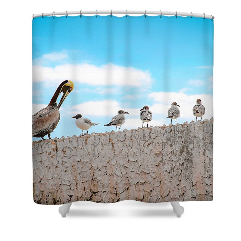 Bonnie Follett Shower Curtain featuring the photograph Birds Catching Up on News by Bonnie Follett
