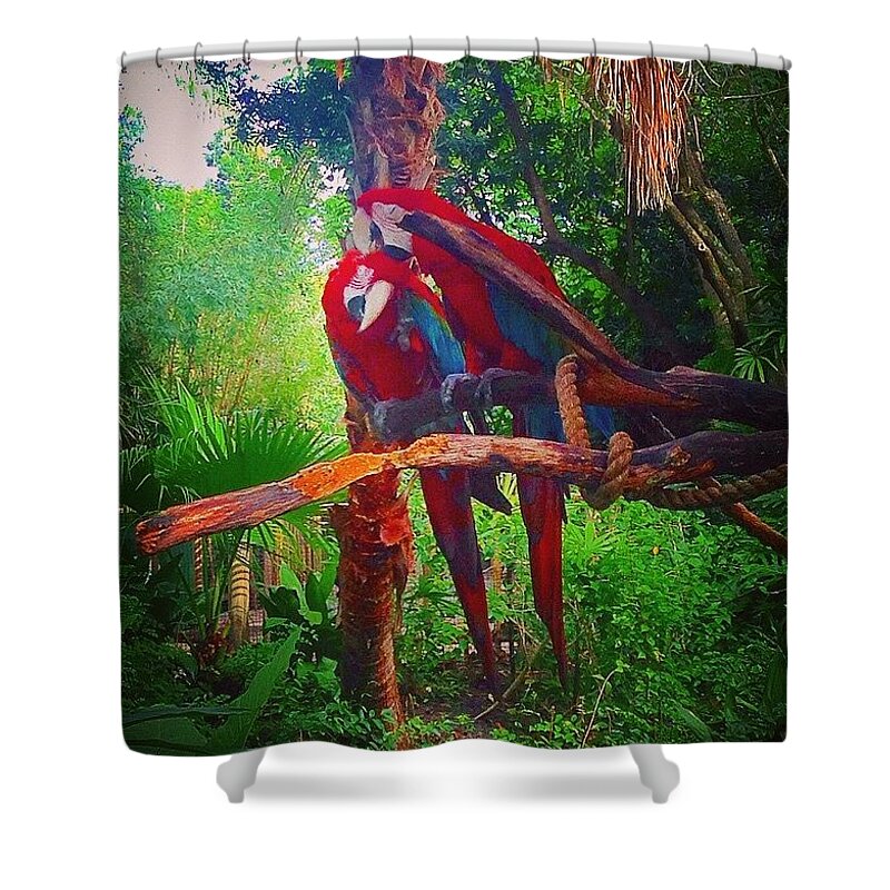 Birds Shower Curtain featuring the photograph Love Birds by Kate Arsenault 