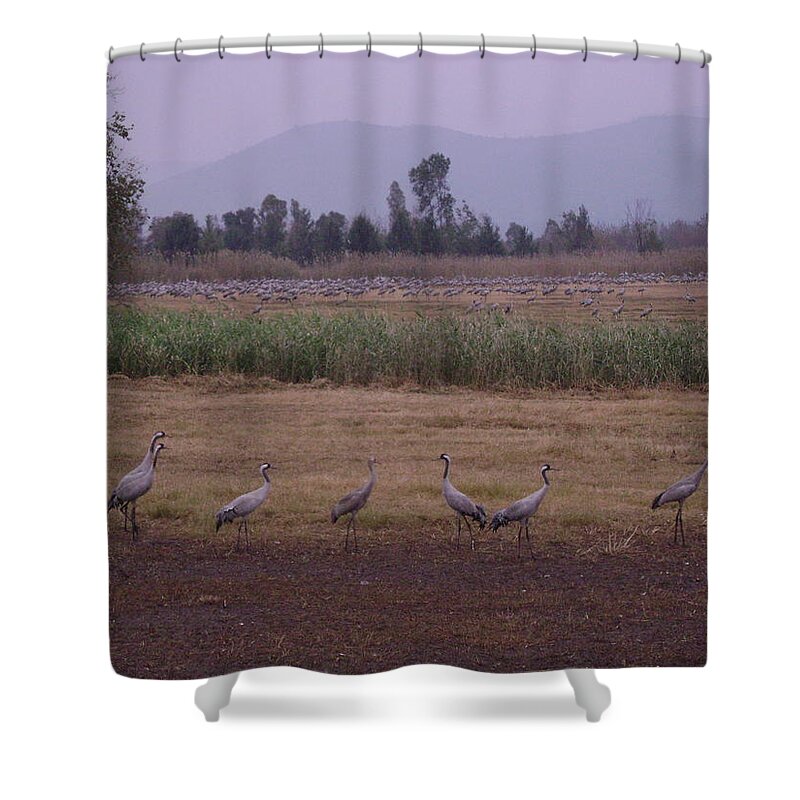 Birds Shower Curtain featuring the photograph Birds2 by Moshe Harboun
