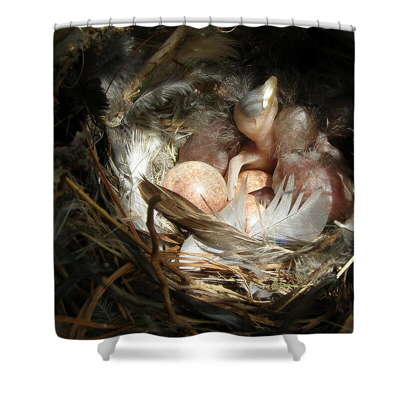 House Wren Shower Curtain featuring the photograph Birthday Spotlight by Angie Rea