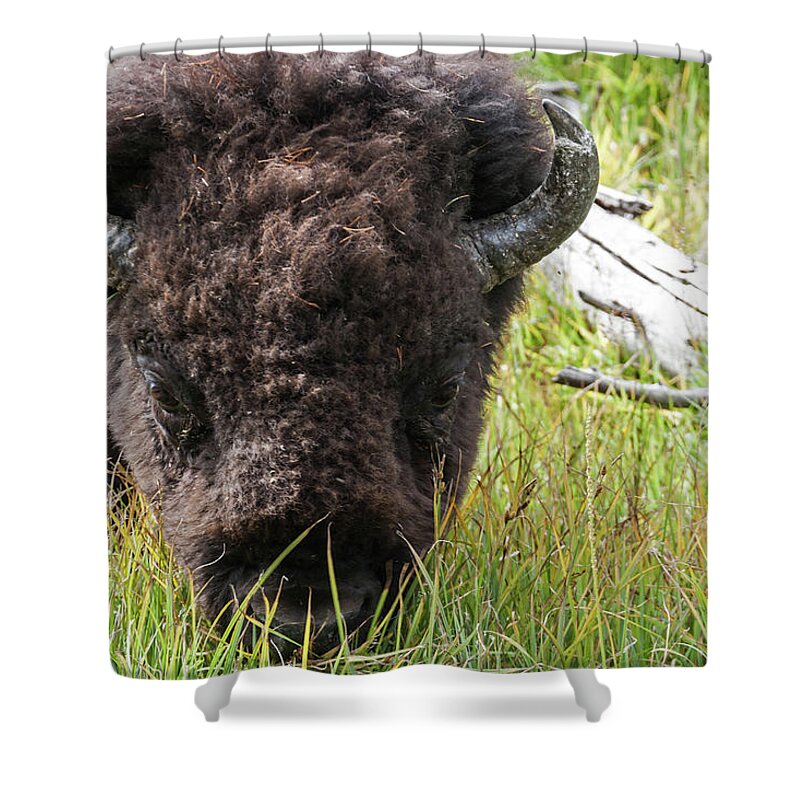 Bison Bull; Wildlife; Bison; Shower Curtain featuring the photograph Bison Bull #3 by Brett Pelletier
