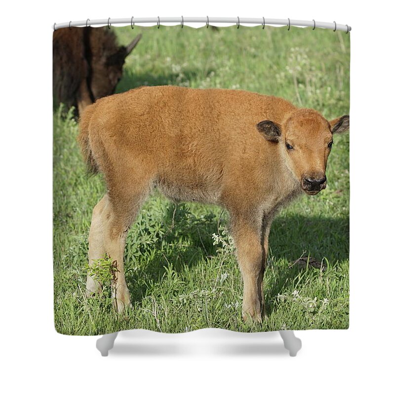 Bison Shower Curtain featuring the photograph Bison Calf by Alan Hutchins