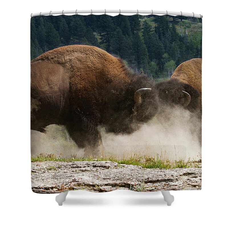 Mark Miller Photos Shower Curtain featuring the photograph Bison Duel by Mark Miller